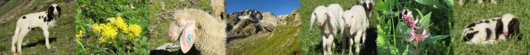Wandern in Rauris, im Gebiet des Nationalparks Hohe Tauern, 150 km markierte Wanderwege jedes Schwierigkeitsgrades, Wandernadel in Bronze, Silber und Gold, Wandern in Rauris das ist es.